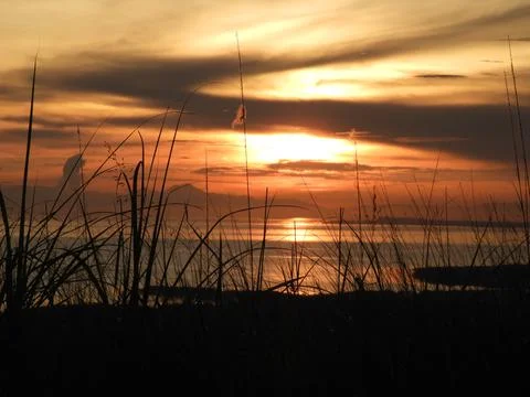 Grass Philippines Stock Photos