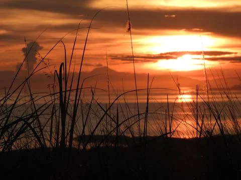 Grass Philippines Stock Photos