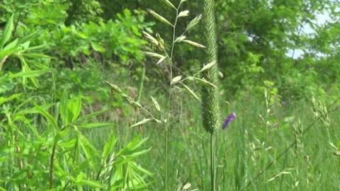 Grass Phleum pratense, Poa pratensis, meadow, flora, nature of Ukraine Stock Footage 310901341