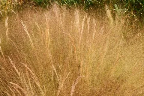 Grass Stock Photos