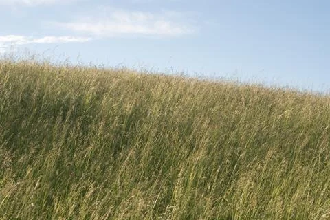 Grass Stock Photos