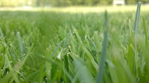 Grass Stock Photos