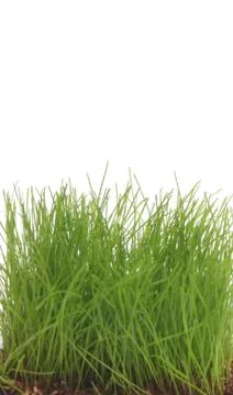 Grass Stock Photos