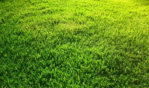 Grass Stock Photos