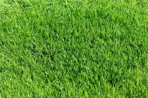 Grass Stock Photos