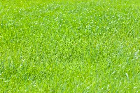 Grass Stock Photos