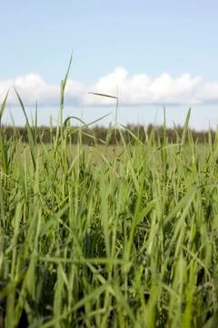 Grass Stock Photos