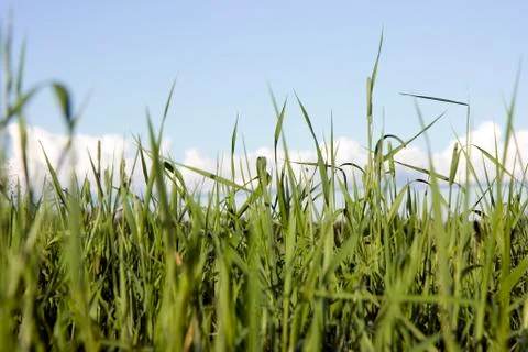 Grass Stock Photos