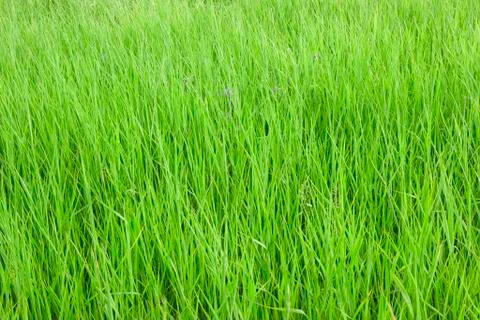 Grass Stock Photos