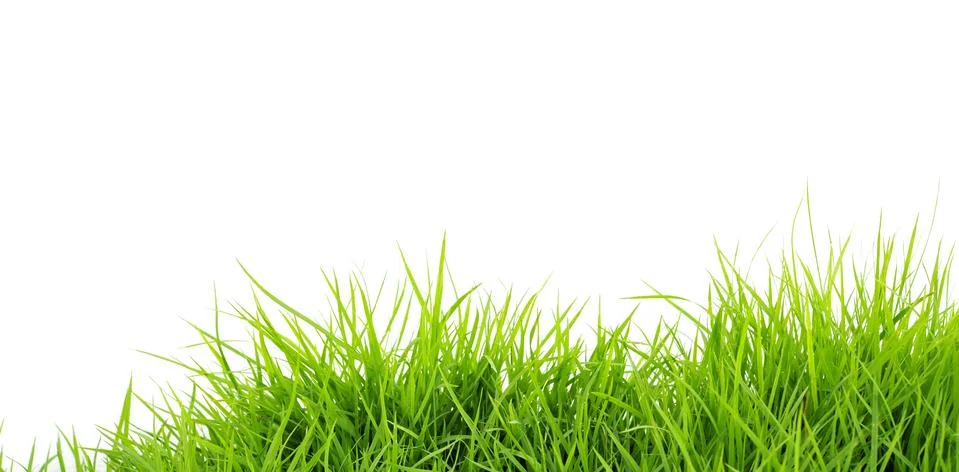 Grass Stock Photos