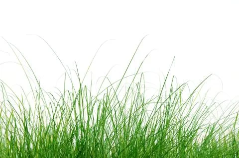 Grass Foto stock