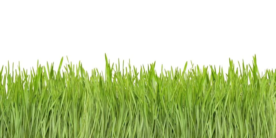 Grass Stock Photos