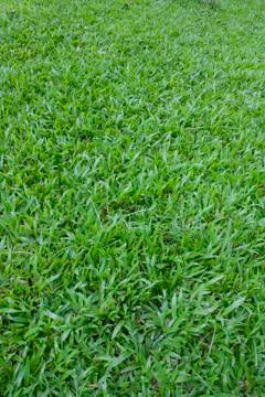 .grass Stock Photos