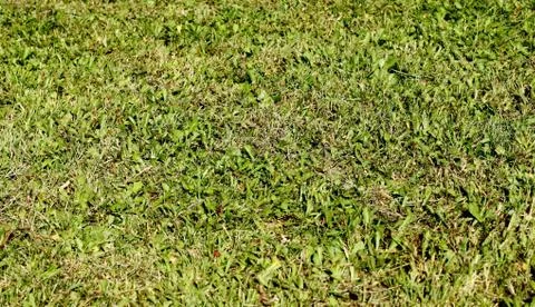 Grass Stock Photos
