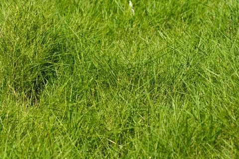 Grass Stock Photos
