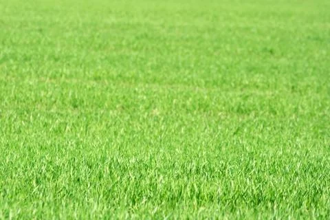 Grass Stock Photos