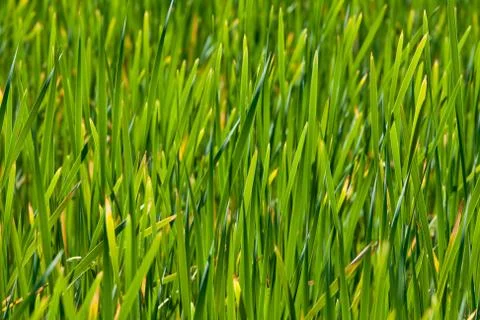 Grass Stock Photos