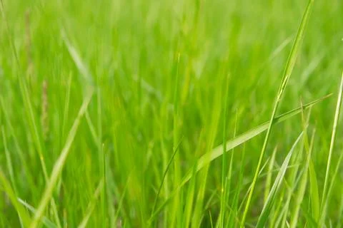 Grass Stock Photos
