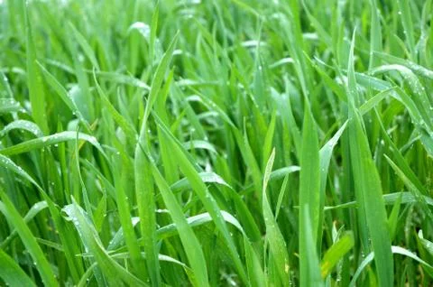 Grass Stock Photos