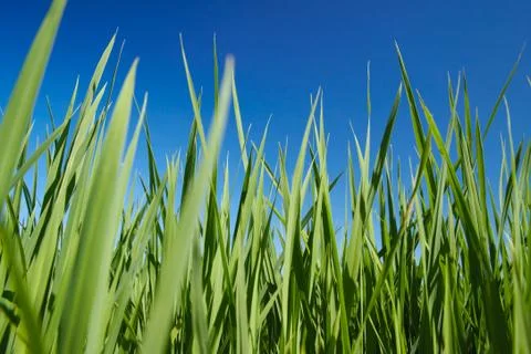 Grass Stock Photos