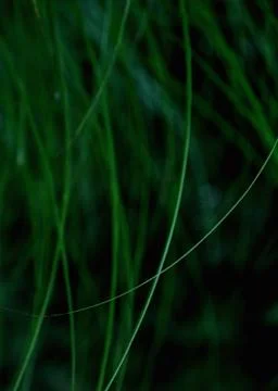 Grass Stock Photos