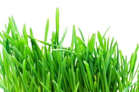 Grass Stock Photos