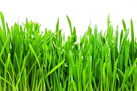 Grass Stock Photos