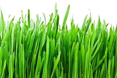 Grass Stock Photos