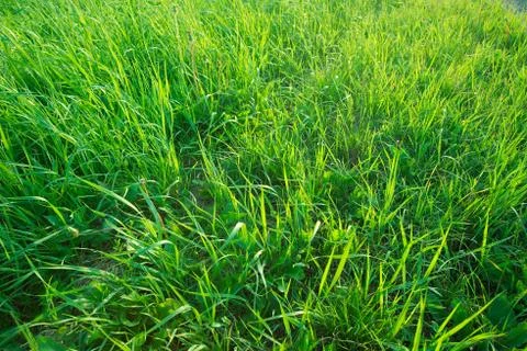 Grass Stock Photos