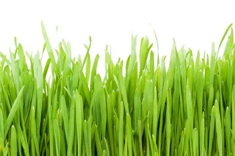 Grass Stock Photos