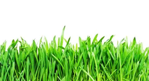 Grass Stock Photos