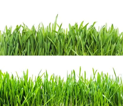 Grass Stock Photos