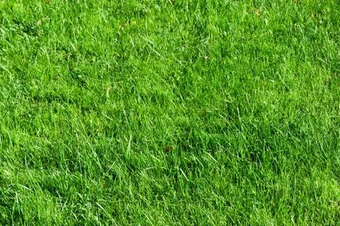 Grass Stock Photos