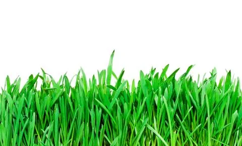 Grass Stock Photos