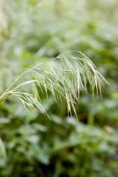 Grass Stock Photos