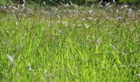 Grass Stock Photos