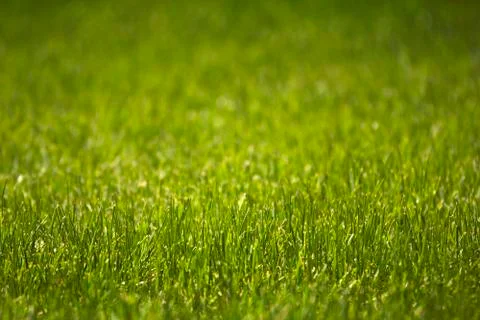 Grass Stock Photos