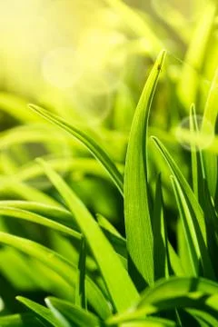 Grass Stock Photos