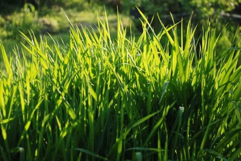 Grass Stock Photos