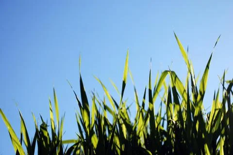 Grass Stock Photos