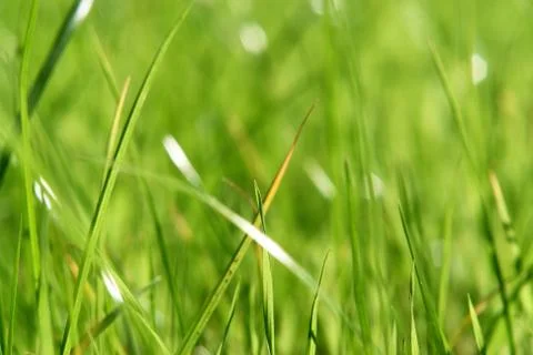 Grass Stock Photos
