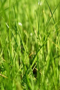 Grass Stock Photos