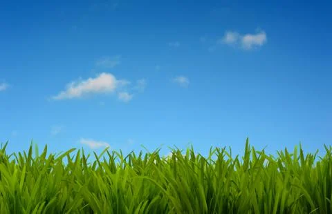 Grass Stock Photos