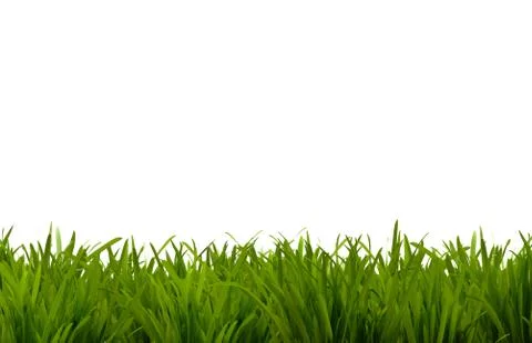 Grass Stock Photos
