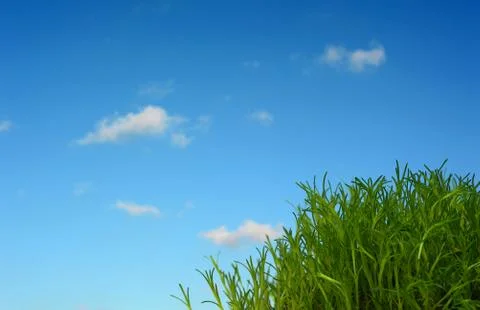 Grass Stock Photos