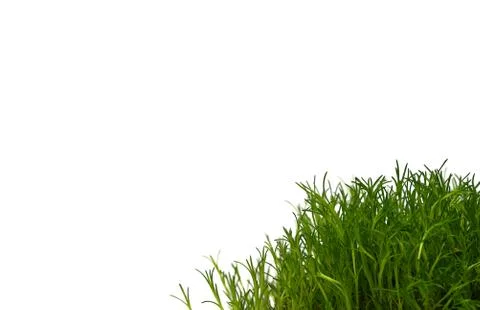 Grass Stock Photos