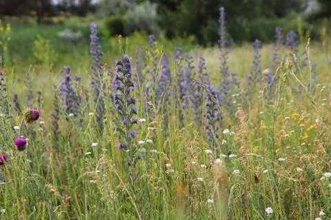 Grass Stock Photos
