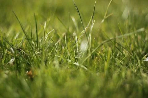 Grass Stock Photos