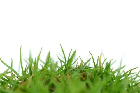 Grass Foto stock
