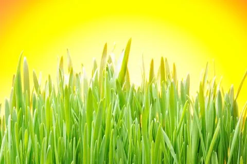 Grass Stock Photos